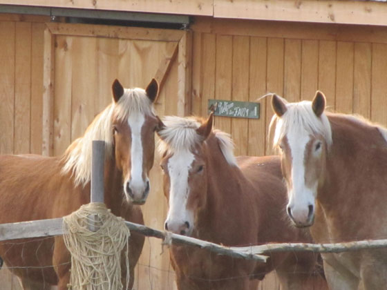 Mainely Drafts Belgian Draft Horses